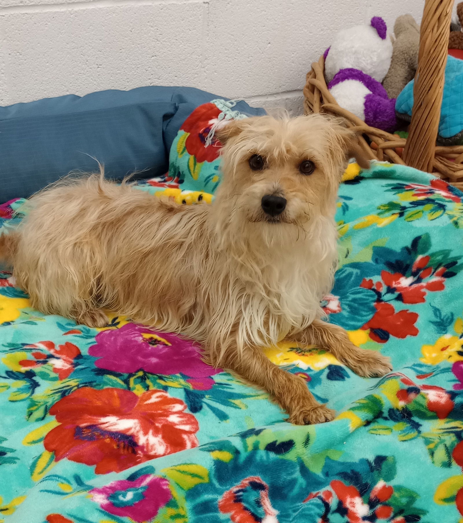 Rooney, an adoptable Havanese, Manchester Terrier in York, SC, 29745 | Photo Image 1