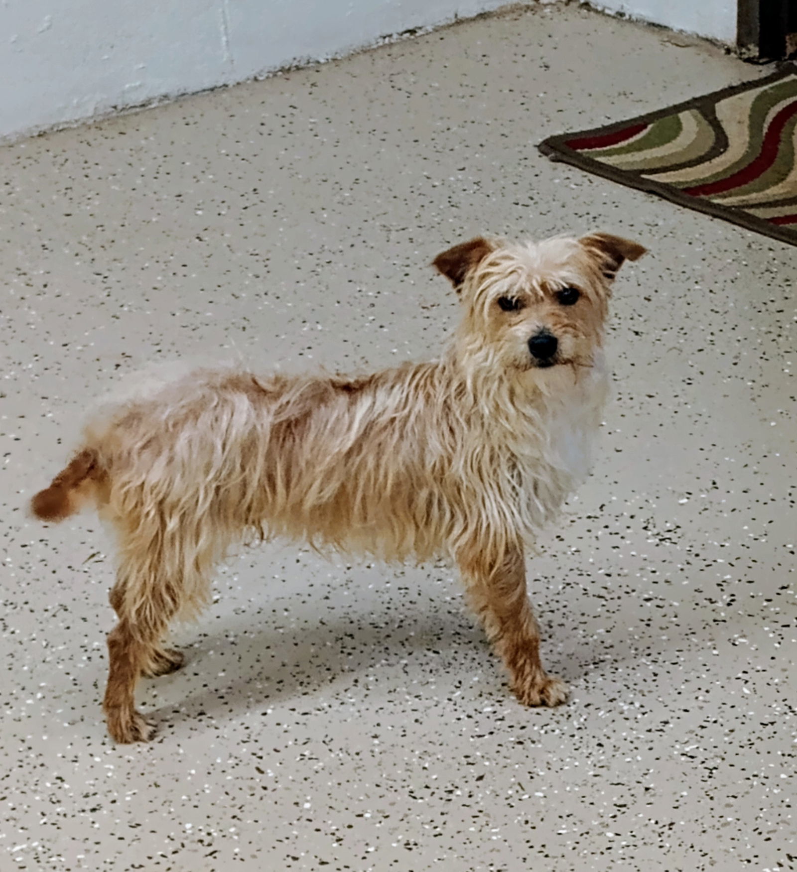 Rooney, an adoptable Havanese, Manchester Terrier in York, SC, 29745 | Photo Image 2