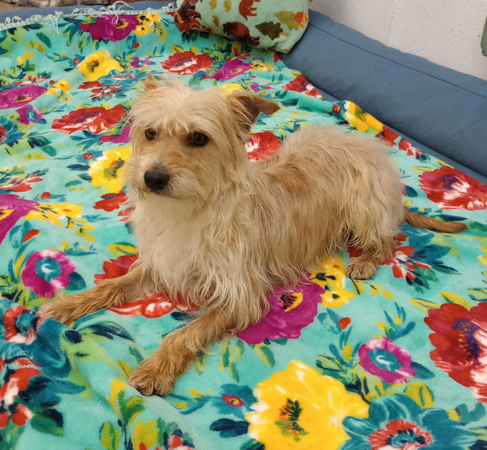 Rooney, an adoptable Havanese, Manchester Terrier in York, SC, 29745 | Photo Image 3