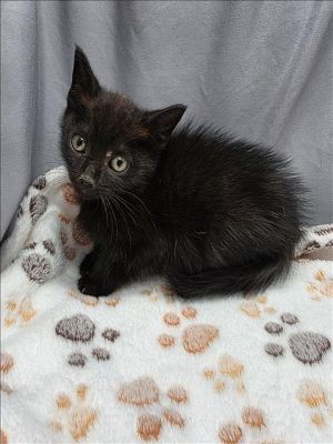A117091 Domestic Short Hair Cat