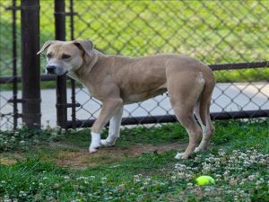 This animal was surrendered to the shelter by its previous owner Her rabies vaccination expires on 