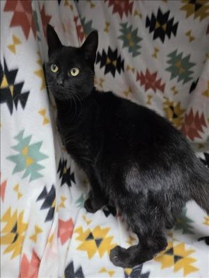 A116938 Domestic Short Hair Cat