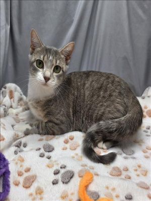 A116211 Domestic Short Hair Cat