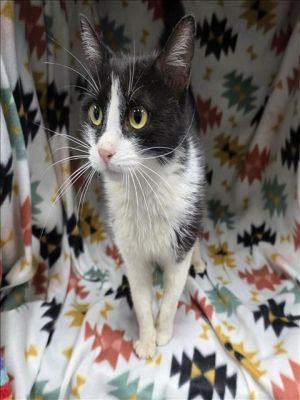 A117053 Domestic Short Hair Cat