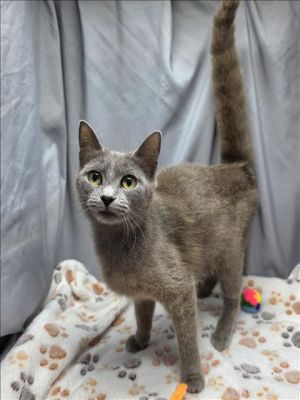 A116541 Domestic Short Hair Cat