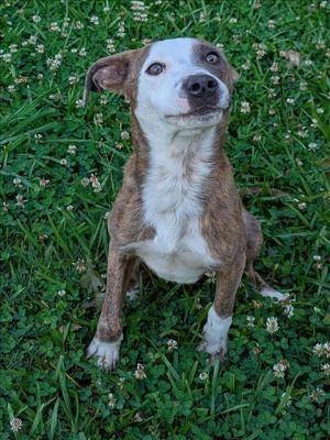This animal was rescued by A Citizen Date animal was rescued 052725 Date animal was brought to t