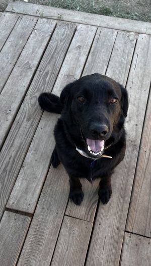 Mr. Bear, Adult Male Chesapeake Bay Retriever