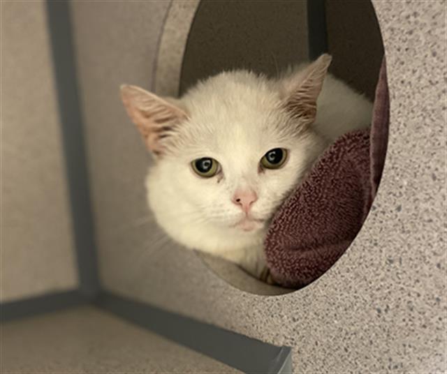 SNOWBALL