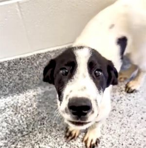 OREO, Baby Male Pointer