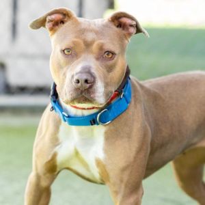 PRISCILLA, Adult Female Pit Bull Terrier