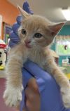Jingles