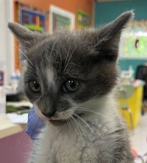 Jagger, Baby Male Domestic Short Hair