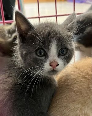 Jackpot, Baby Male Domestic Medium Hair