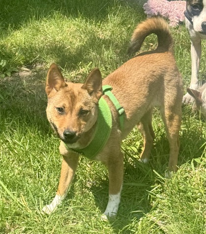 Aiko