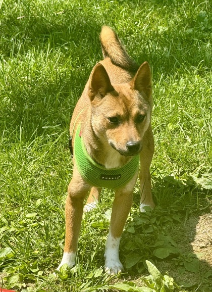 Aiko