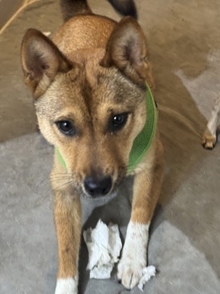 Aiko