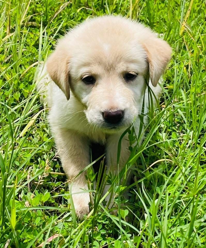 Bailey