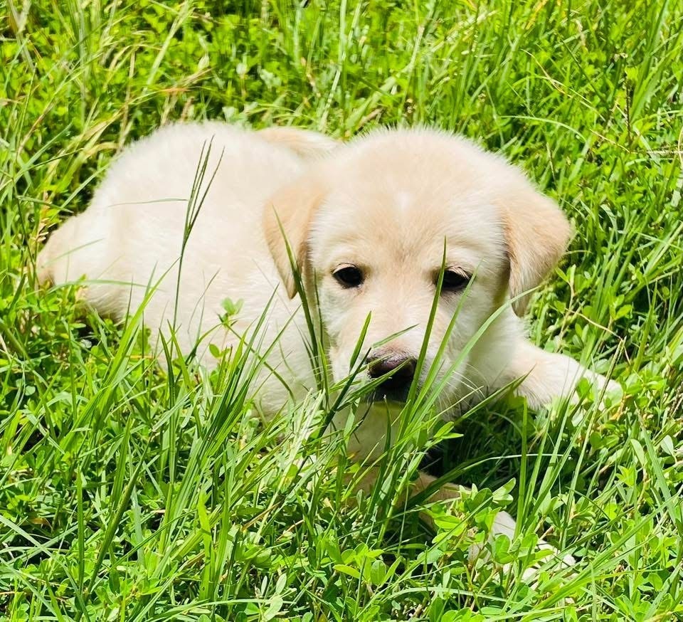 Bailey