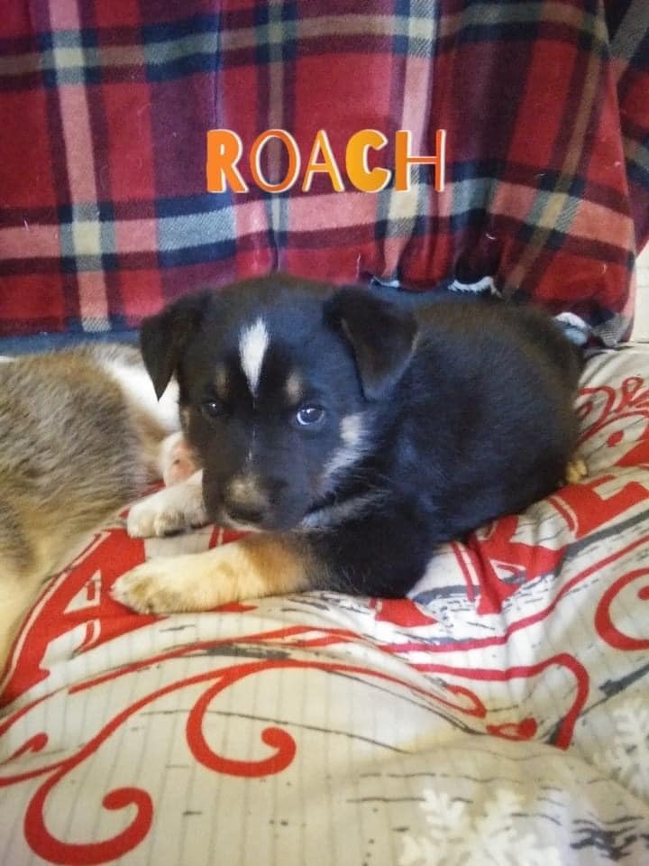 Roach