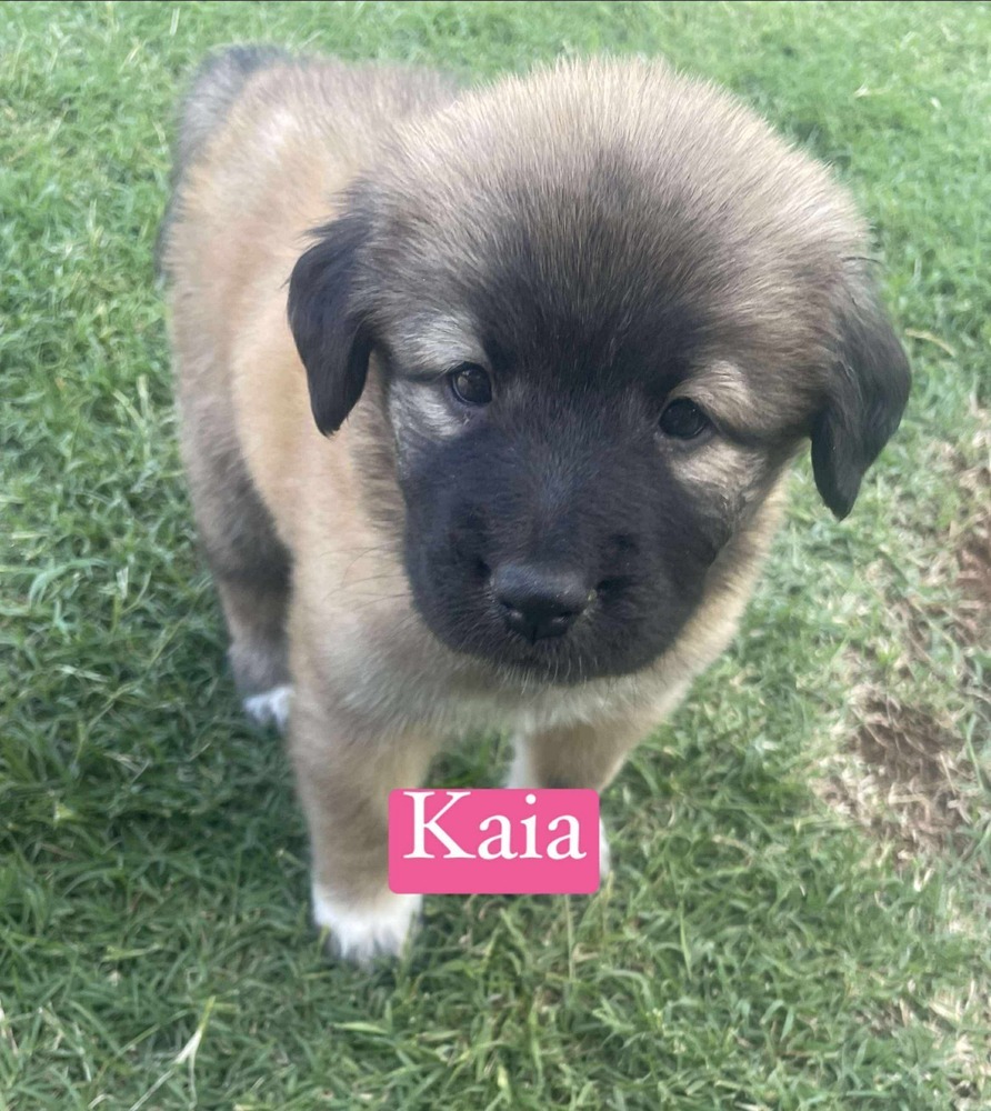 Kaia