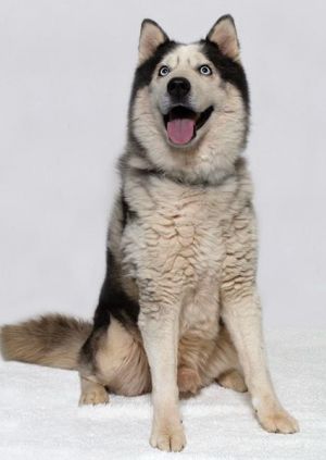 Meet Finn A 5-Year-Old Neutered Husky Ready for His Forever Home Finn is a 5-year-old neutered Husky