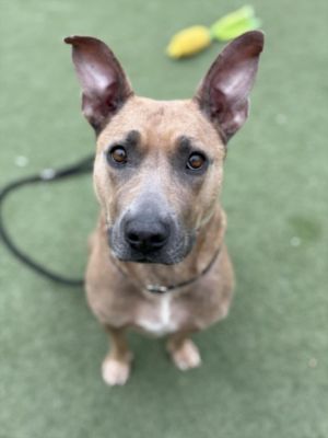 ALICE, Adult Female Staffordshire Bull Terrier