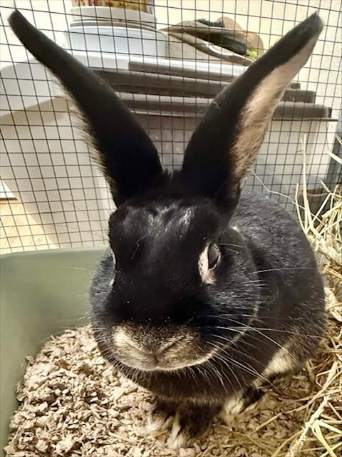 DAVID HASSELHOP
