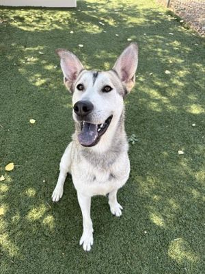 LEGS, Young Male German Shepherd Dog