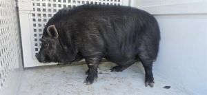A1857748, Young Male unknown