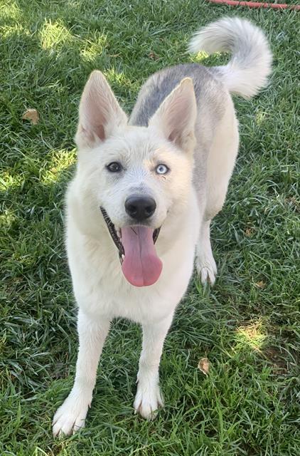 XENA