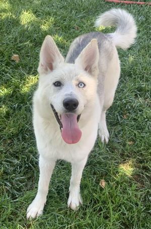 XENA, Young Female Siberian Husky