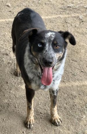 NINA, Young Female Australian Shepherd