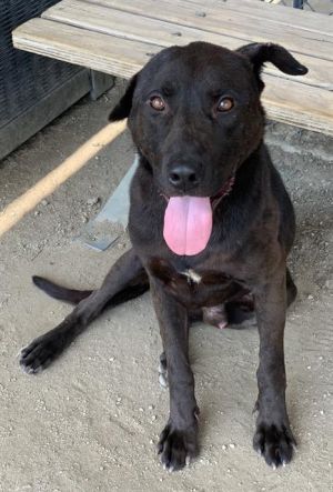 ROADY, Young Male Labrador Retriever