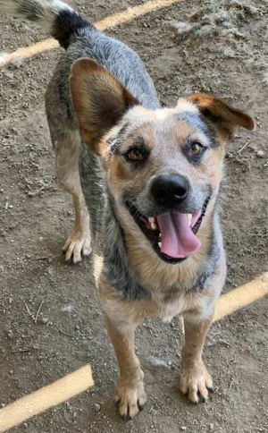MURPHY, Adult Male Australian Cattle Dog / Blue Heeler