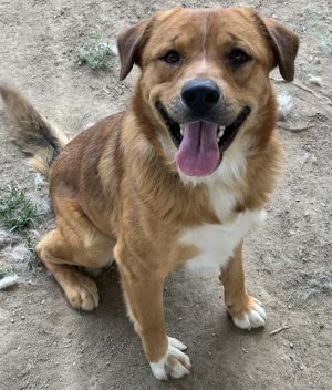 KENT, Young Male Labrador Retriever