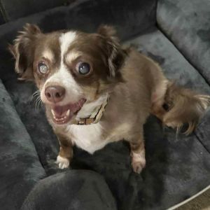 Milone, Adult Female Pomeranian