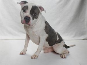 This happy-go-lucky pittie is all about good times paw thumping zoomies and to