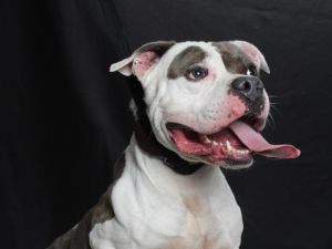 This happy-go-lucky pittie is all about good times paw thumping zoomies and to