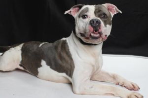 This happy-go-lucky pittie is all about good times paw thumping zoomies and to