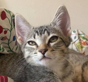 Dust is a gorgeous tabby girl with endless kitten energy and a big personality 