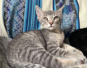 DRYER LINT Domestic Short Hair Cat
