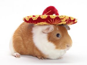 ZAC Guinea Pig Small & Furry