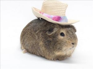 SLATER Guinea Pig Small & Furry
