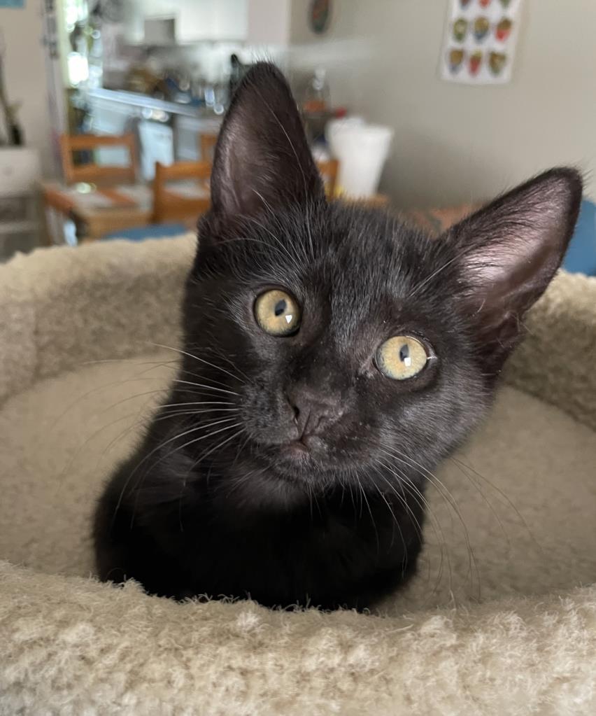 SMUDGE