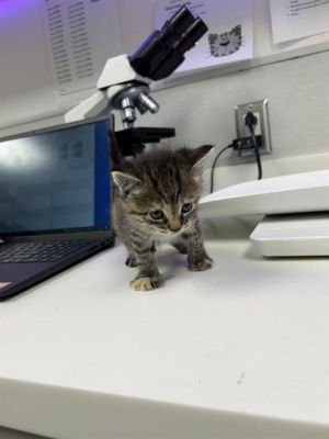 KATANA, Baby Female Domestic Short Hair