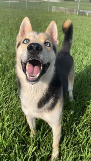 TOBY, Young Male German Shepherd Dog
