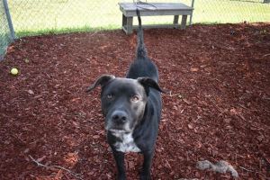 WILSON, Adult Male Labrador Retriever