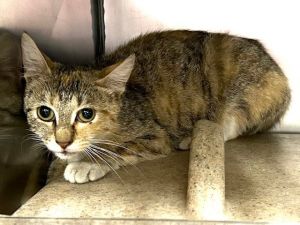 DIVA, Young Female Domestic Short Hair