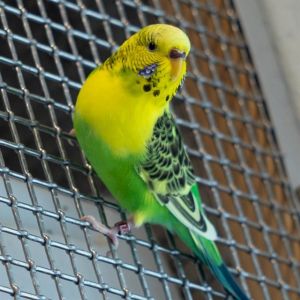DOMINO, Adult Unknown Parakeet (Other)