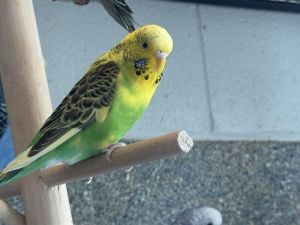 8, Adult Unknown Parakeet (Other)
